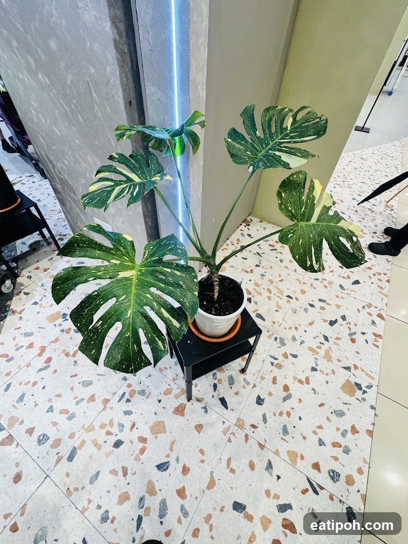 Interior Plant Display