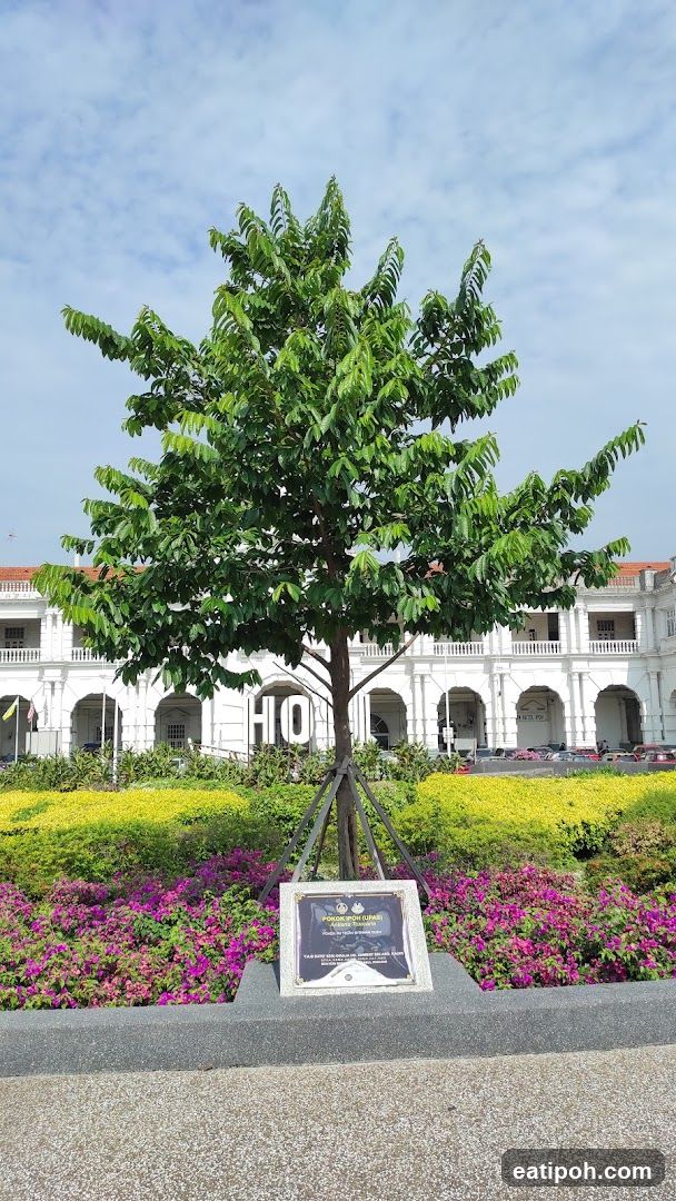 Tree and Building