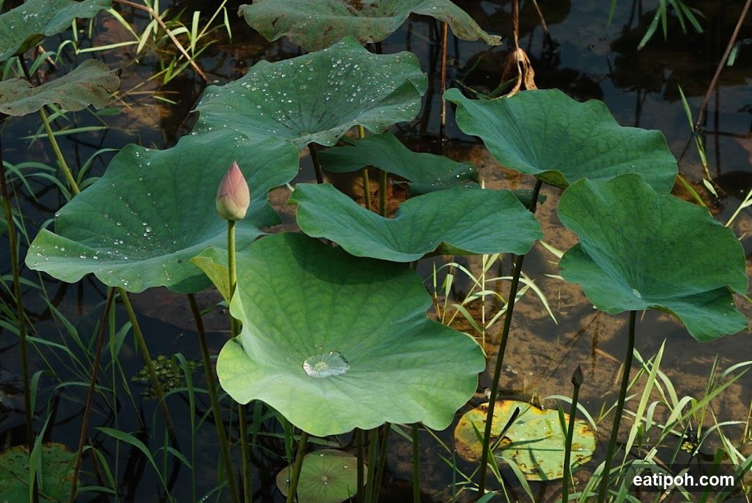 Lotus Pond