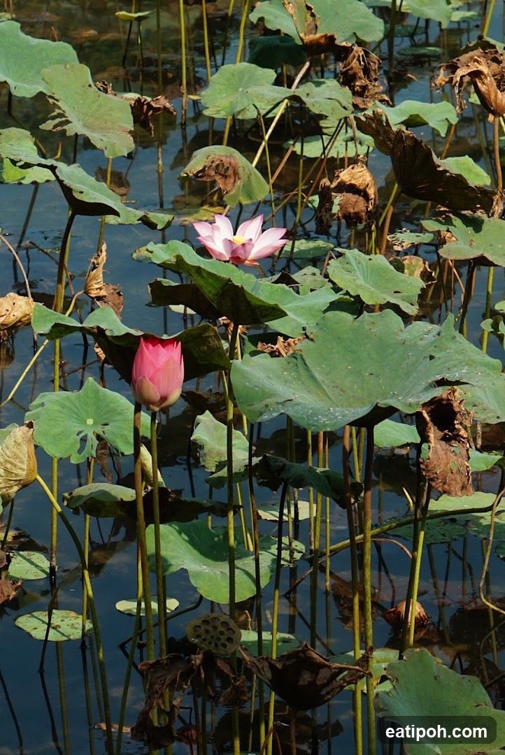 Lotus Pond
