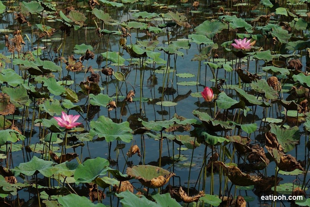 Lotus Pond