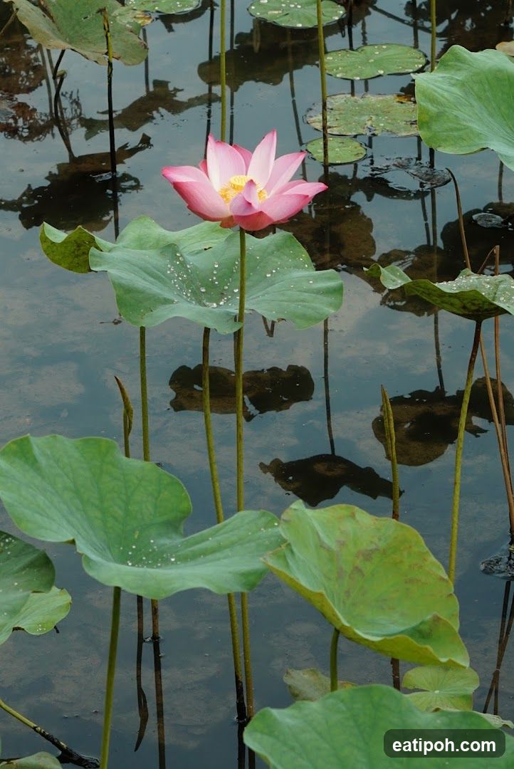 Lotus Pond