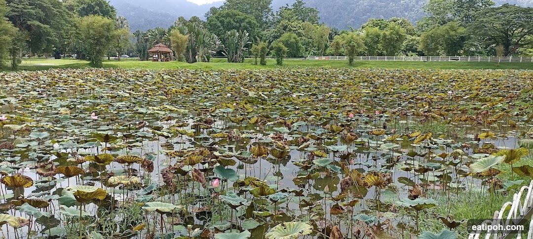 Lotus Pond