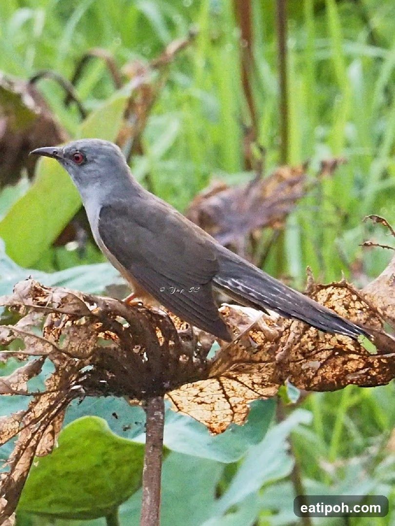 Bird on a branch