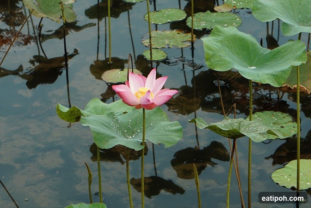 Lotus Flower and Lily Pads