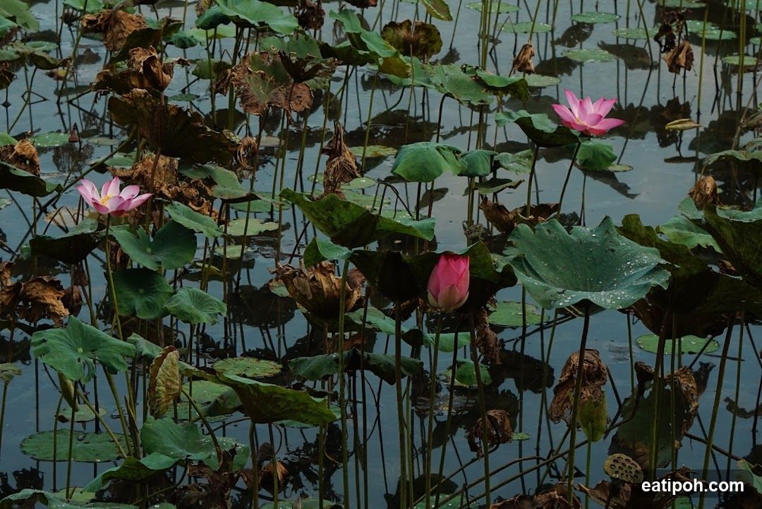 Lotus Pond
