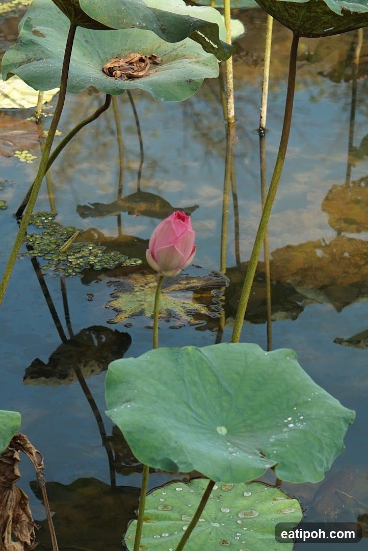 Lotus Bud in Pond