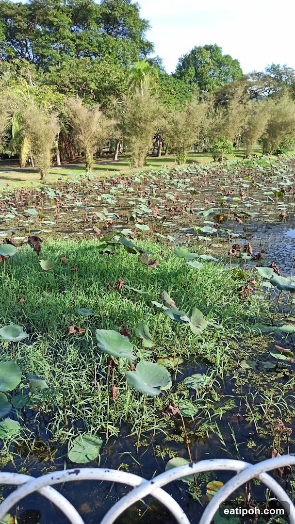 Pond with Lily Pads and Trees