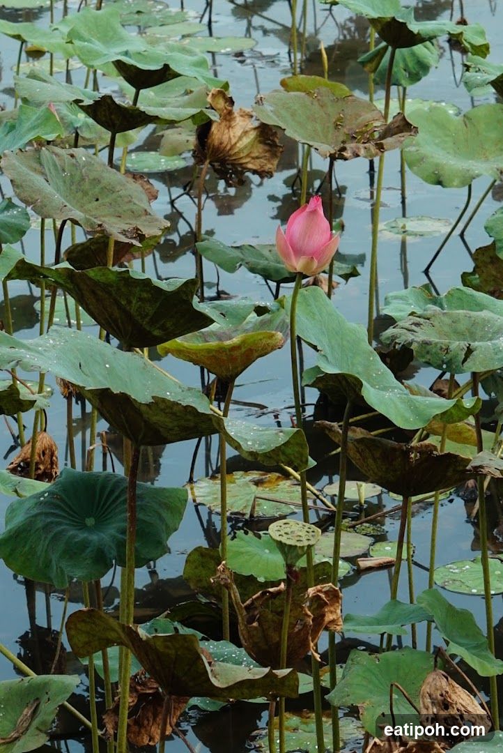 Lotus Pond