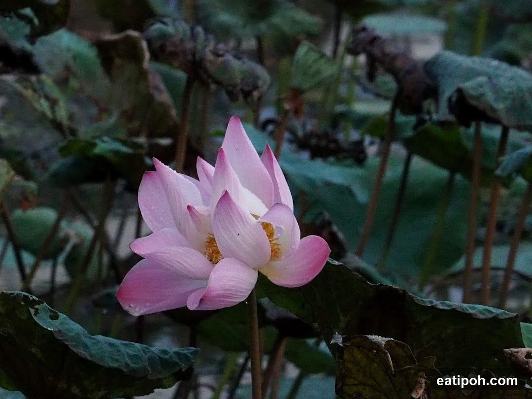 Pink Lotus Flower