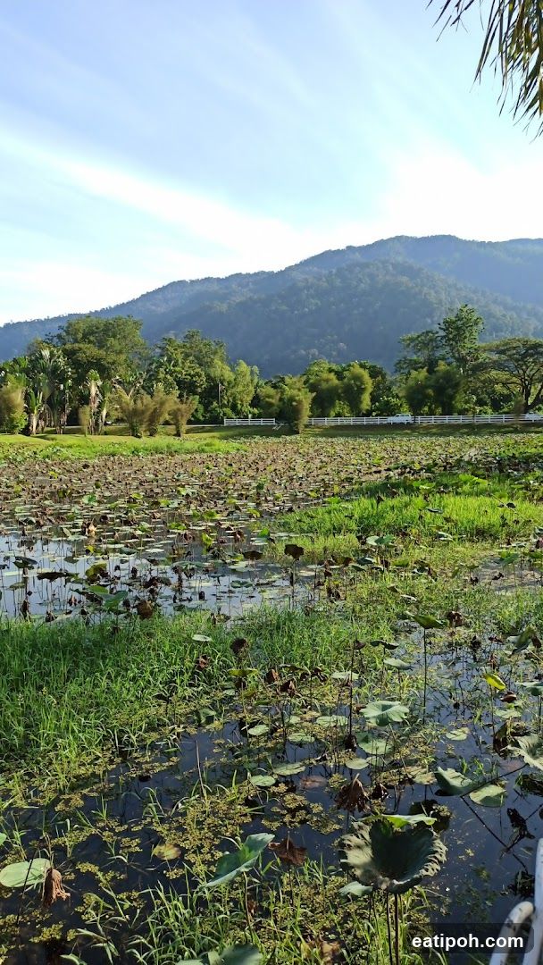 Pond with Lotus Pads and Mountains