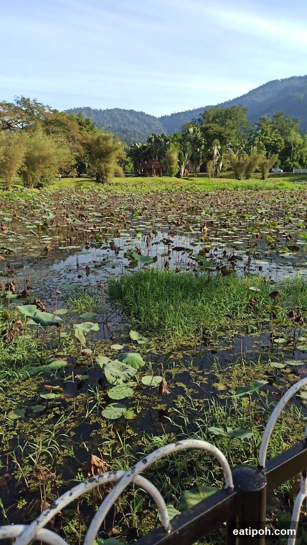 Lotus Pond with Gazebo and Mountains