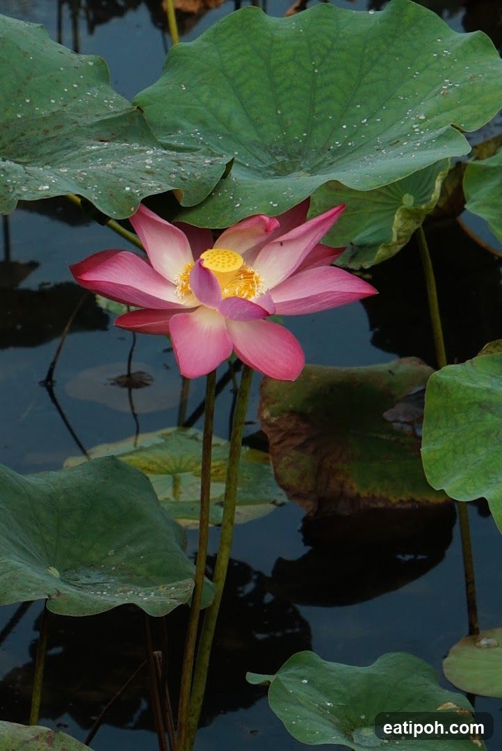 Lotus Flower in Pond