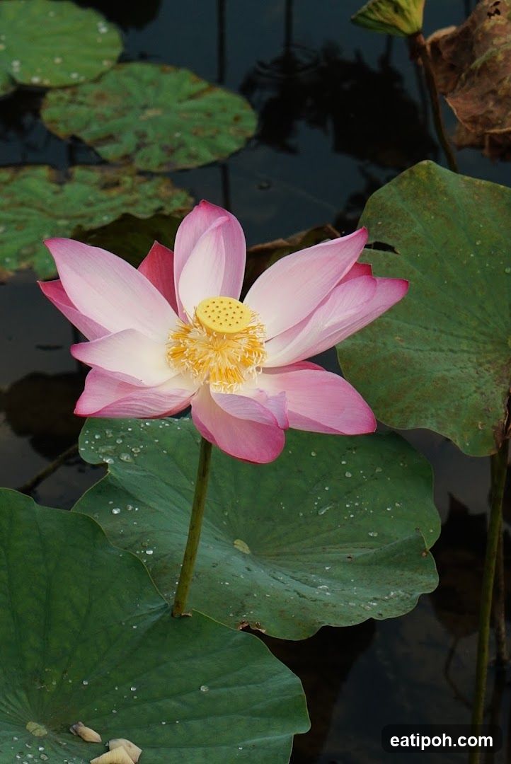 Lotus Flower