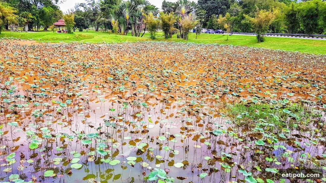 Pond with Lotus Pads