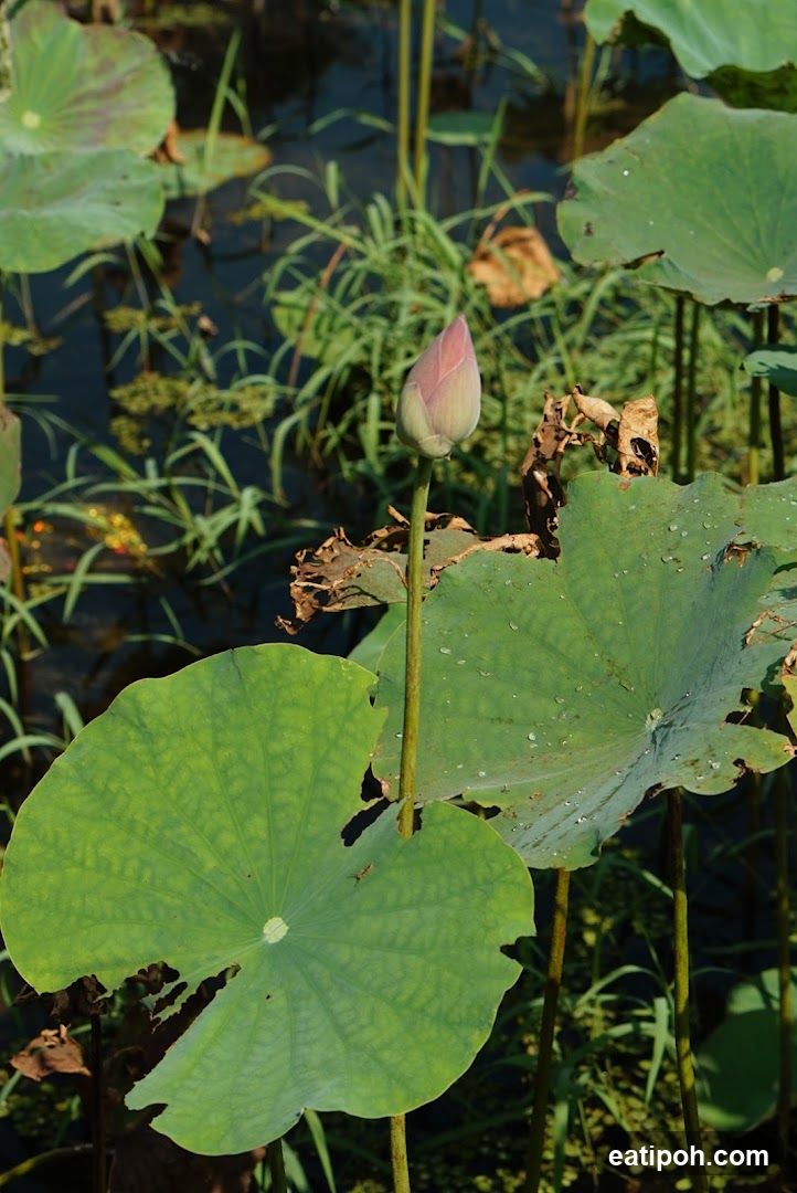 Lotus Bud in Pond