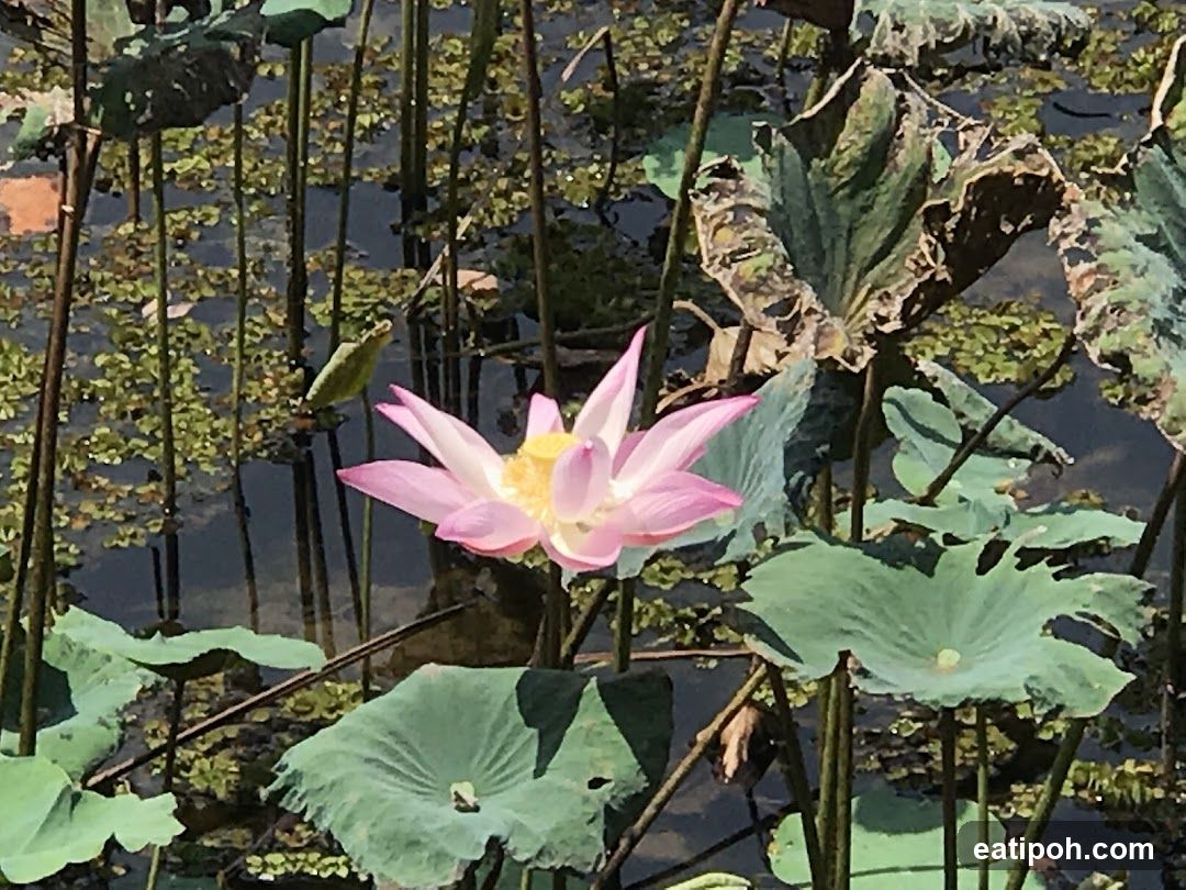 Lotus Flower in Pond
