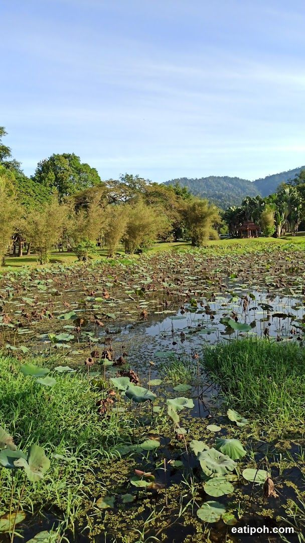 Lotus Pond with Bamboo and Hills