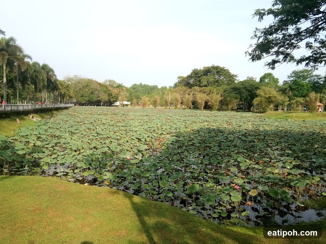 Lotus Pond