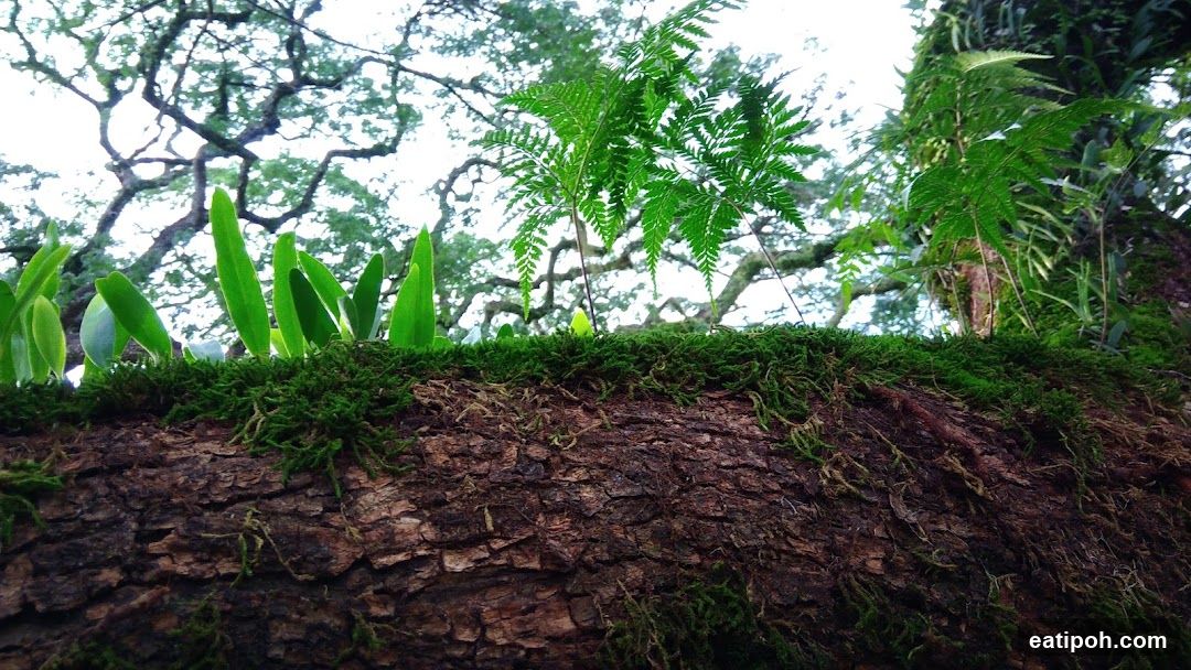 Taiping Zoo Car Park Area A