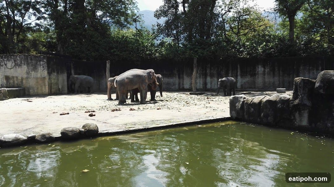 Elephants in an enclosure