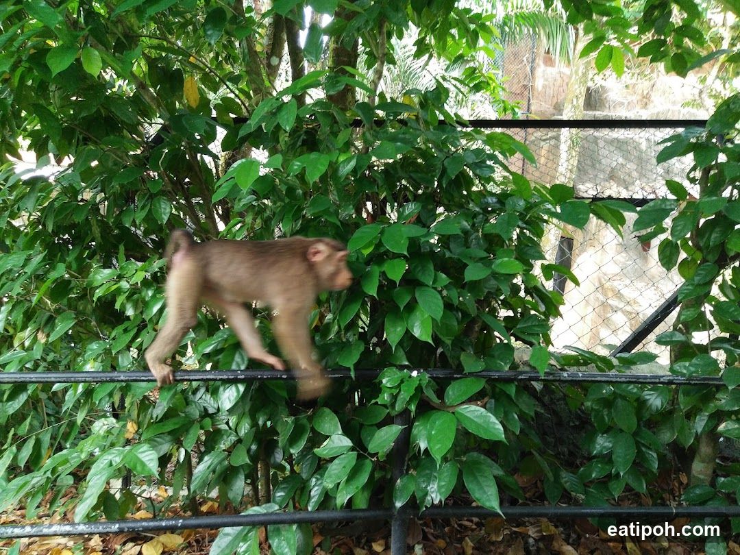 Monkey on a Railing