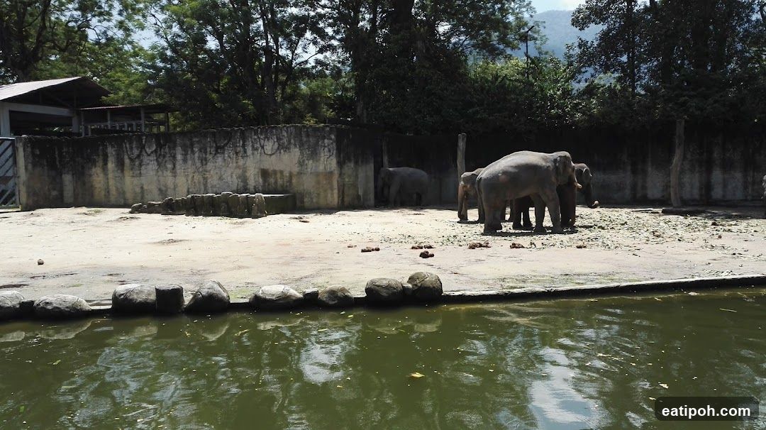 Elephants in an enclosure