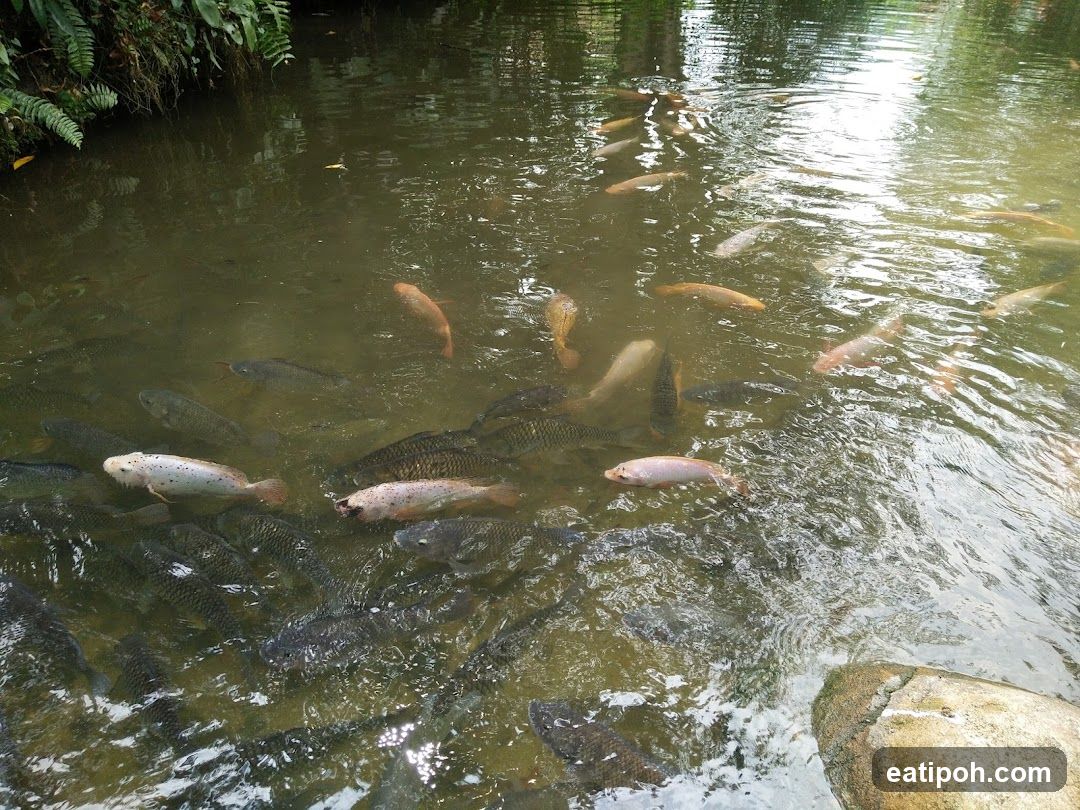 Fish in a pond