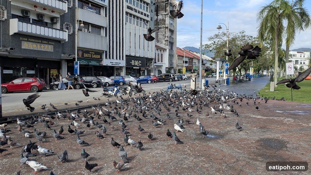 Pigeons in a City Square