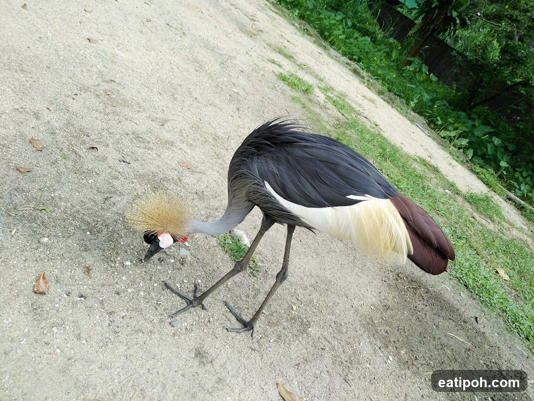 Grey Crowned Crane