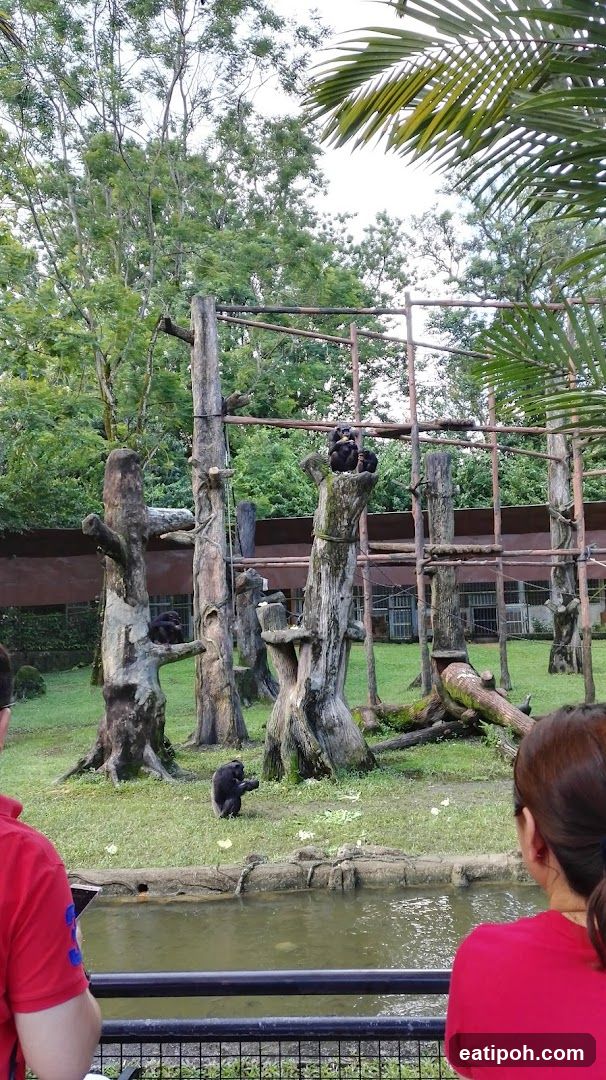Chimpanzee enclosure at a zoo