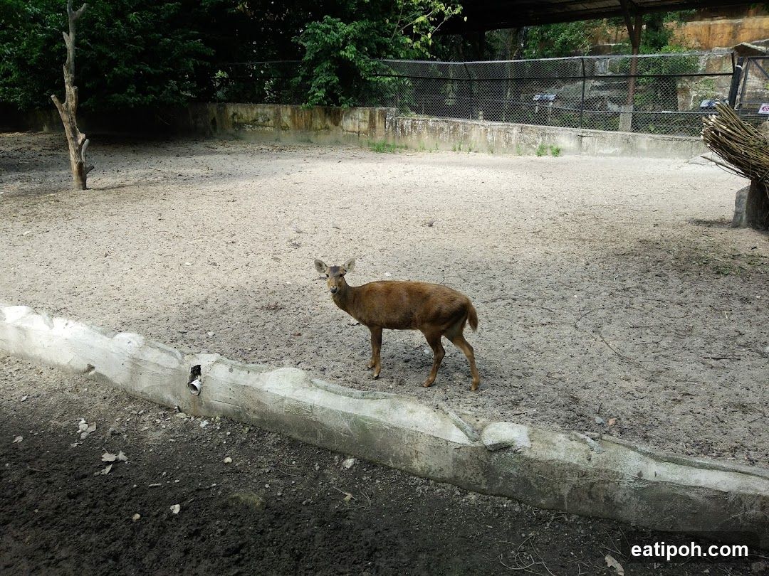 Deer in enclosure