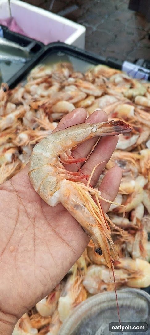 Hand holding a shrimp