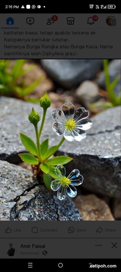 Transparent Flower