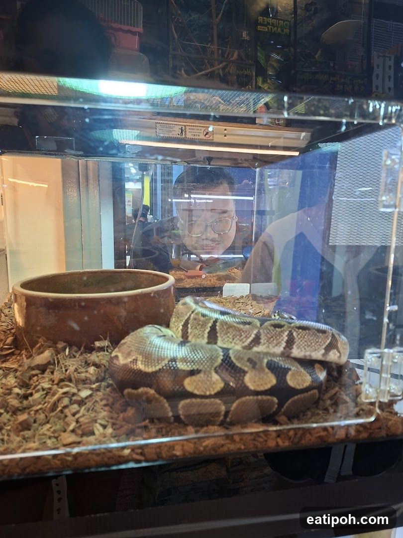 Reptile Den