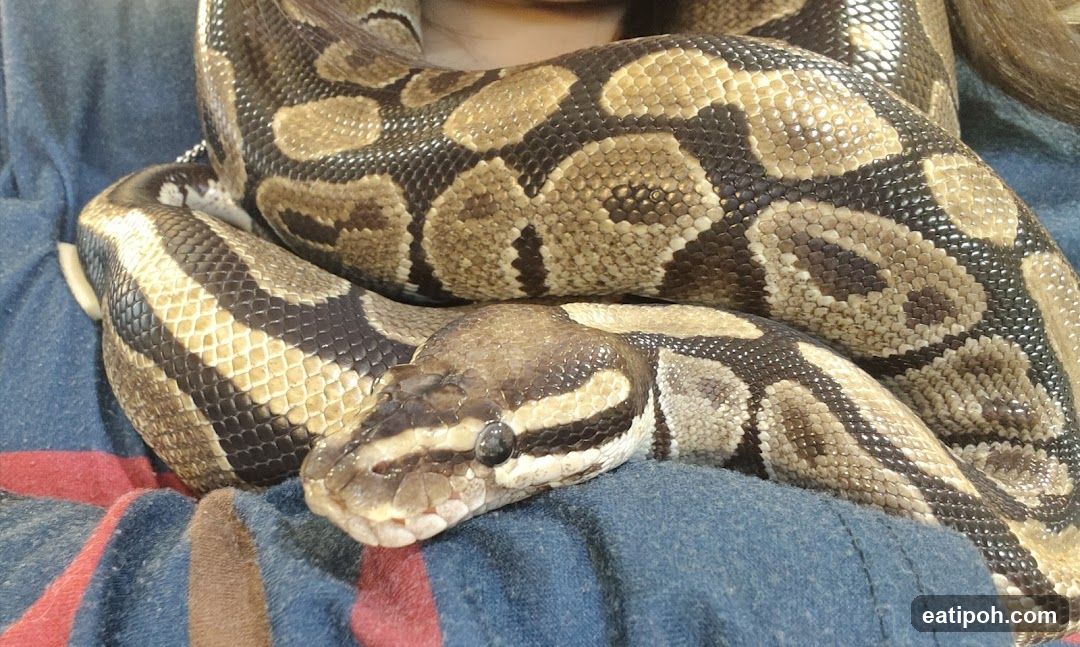 Ball Python