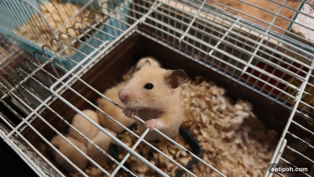 Hamster in Cage