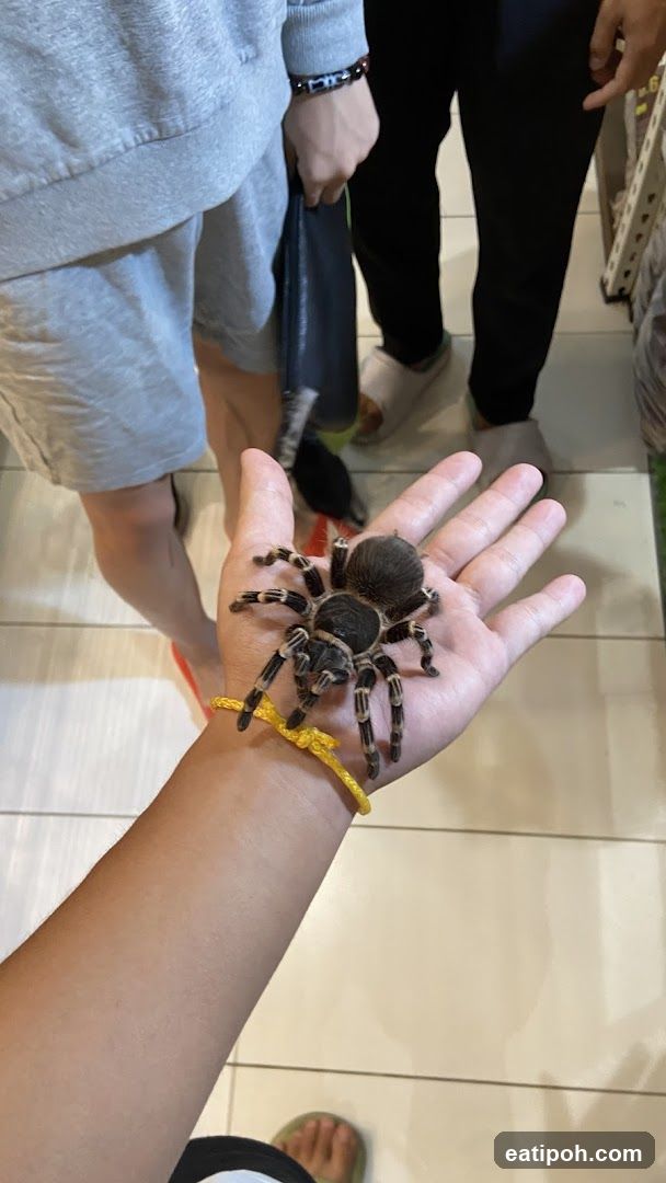 Tarantula on Hand