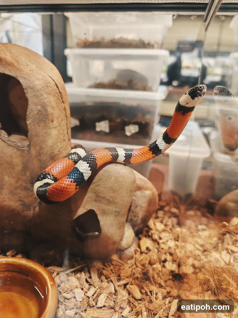 Snake in enclosure