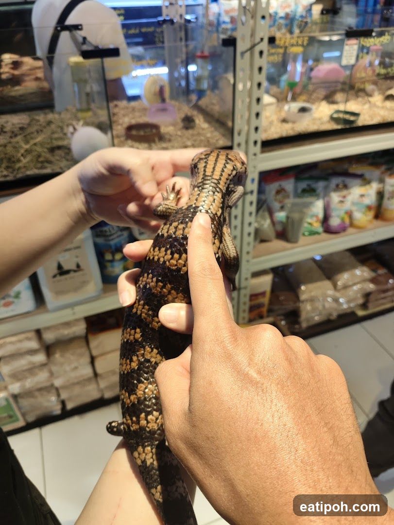 Pet store with exotic animals