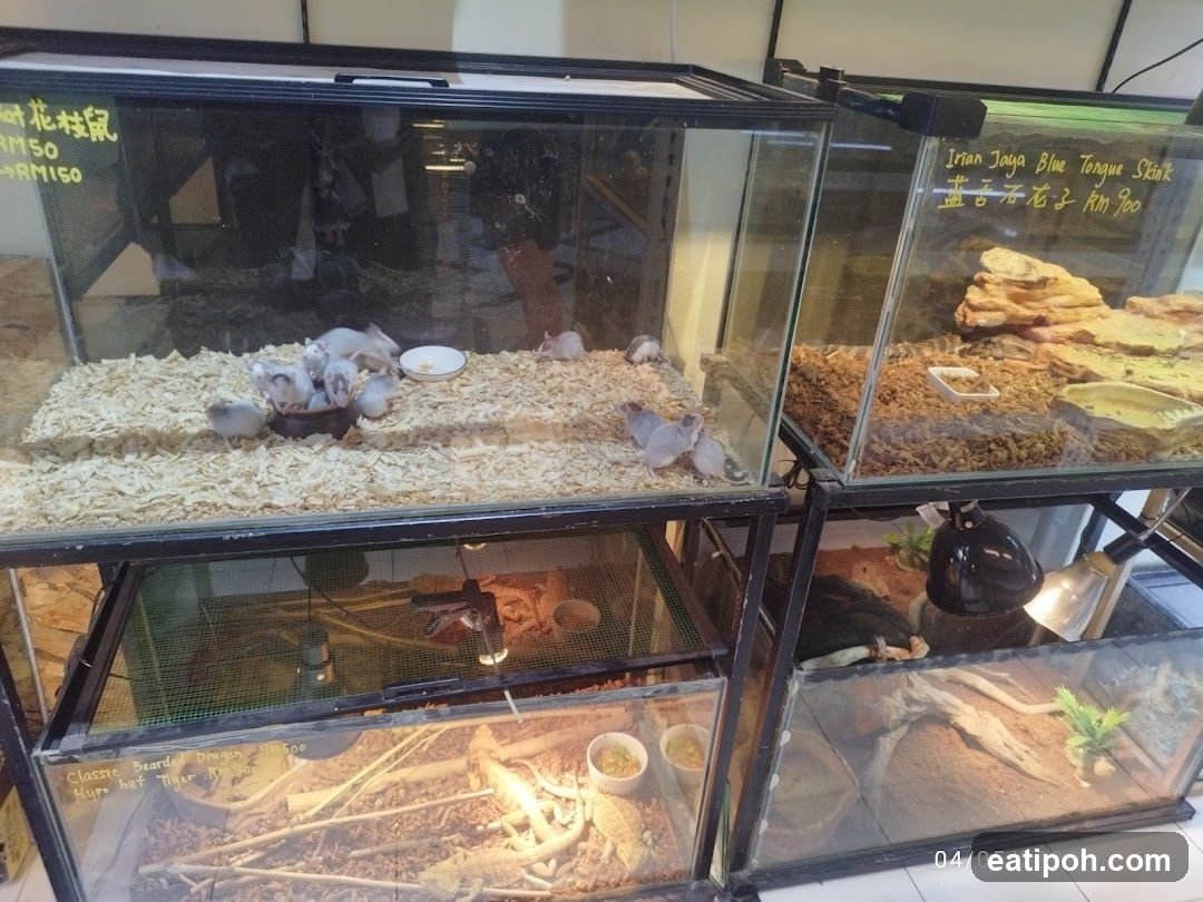 Pet Store Display Tanks