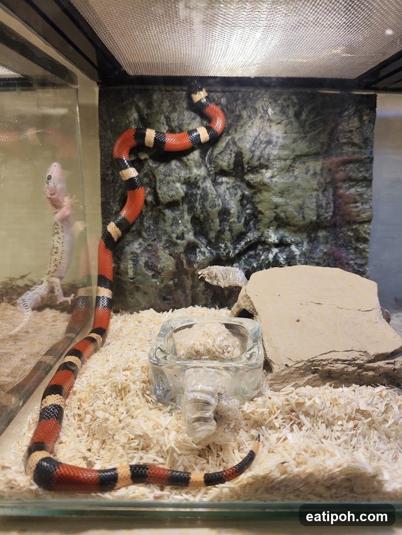 Snake and Gecko in Terrarium