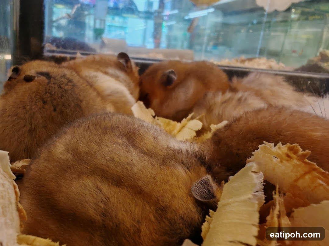 Hamsters sleeping