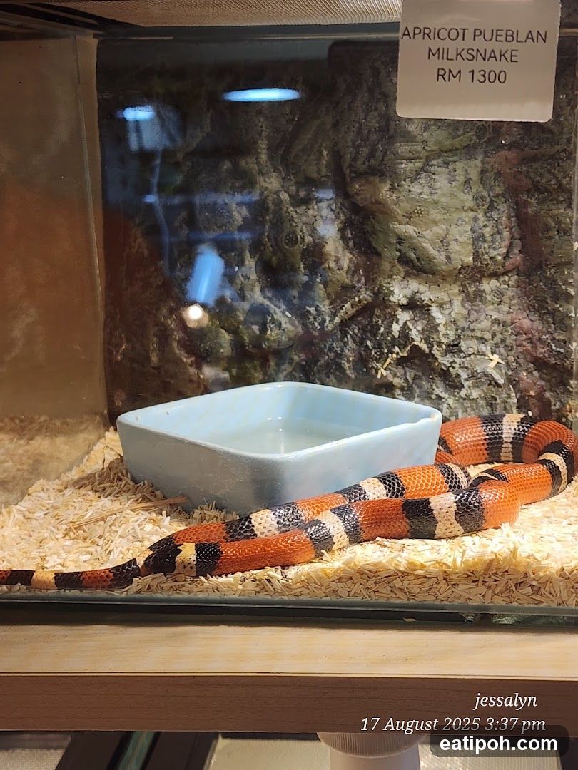 Snake in enclosure