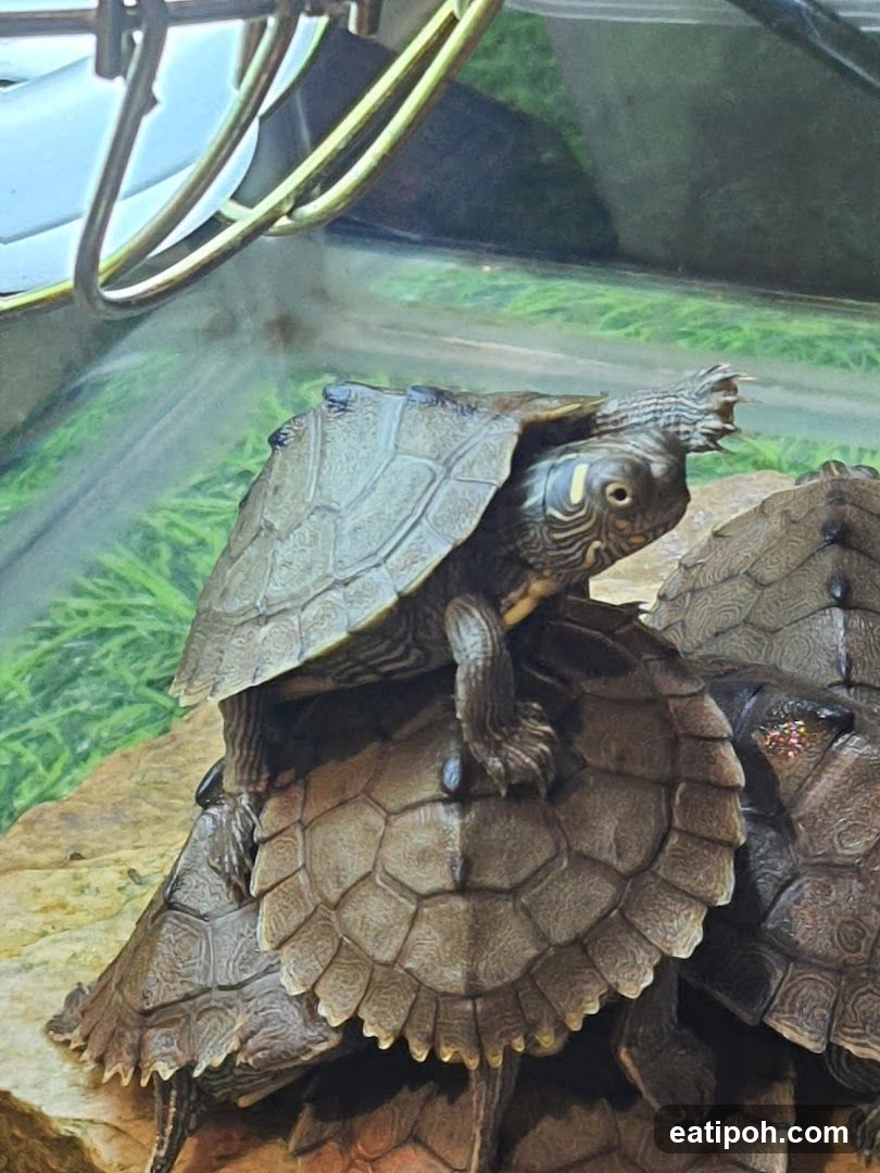 Turtles in an enclosure