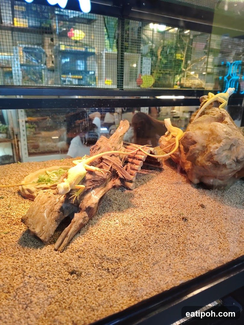 Reptile Habitat