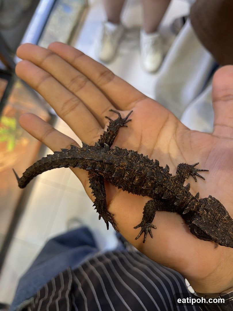 Thorny Dragon on Hand