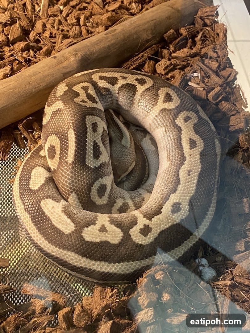 Ball Python in Enclosure