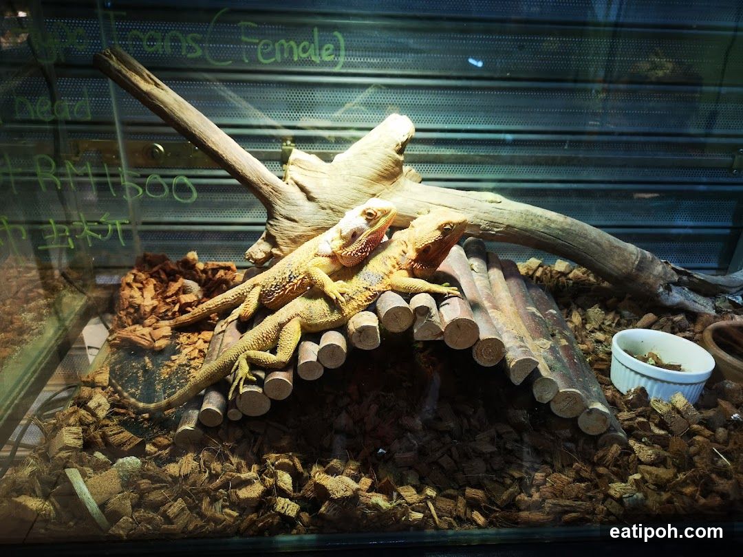 Bearded Dragons in Enclosure