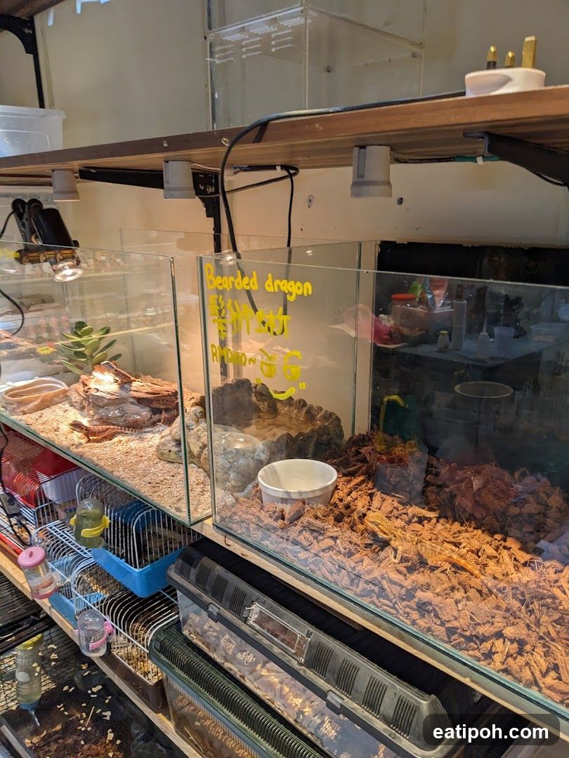 Reptile Enclosures